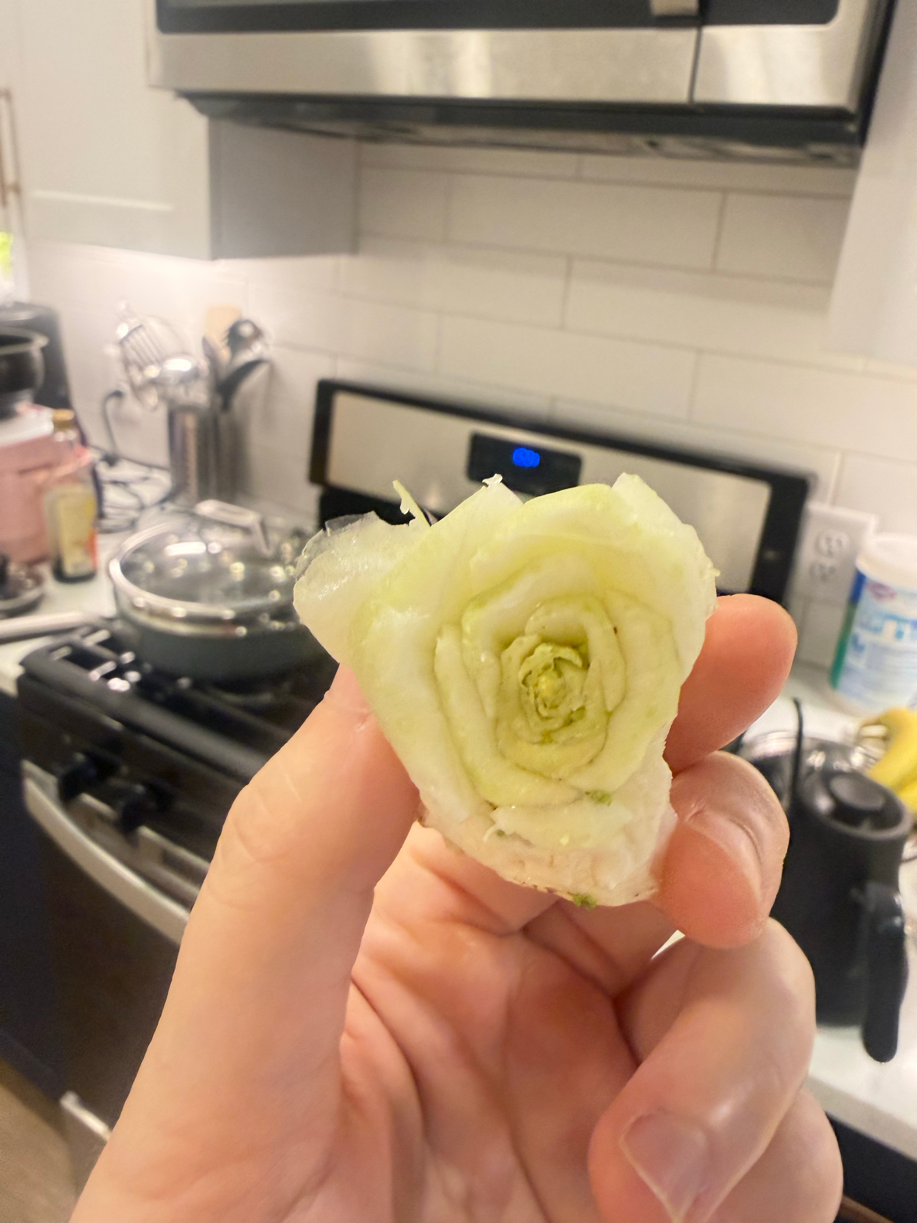 白菜也是一种玫瑰 