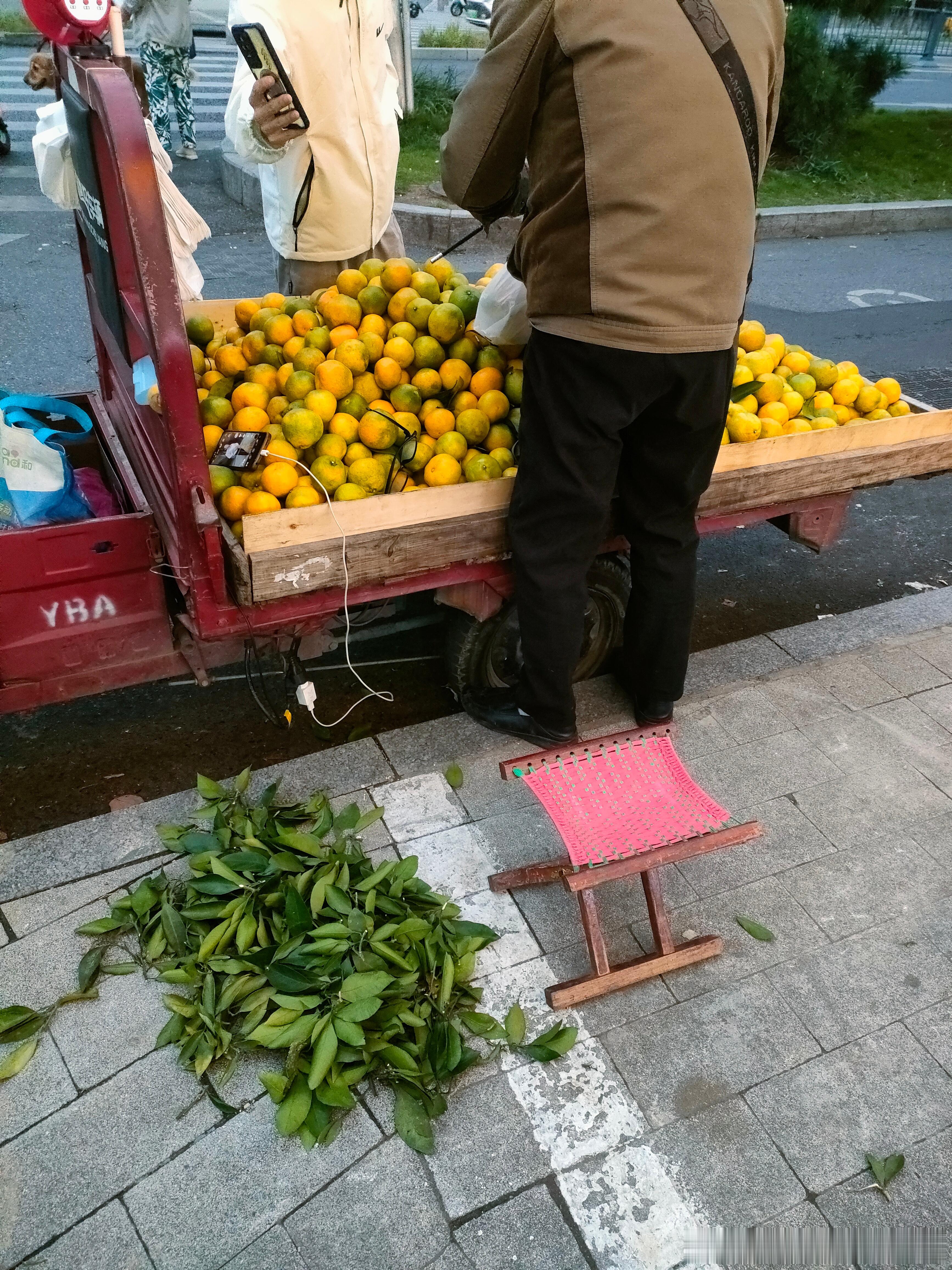 #绿化带马路边的中草药##肥猫的独家绝技实践教学# 小贩卖橘子，叶子和皮都扔了，