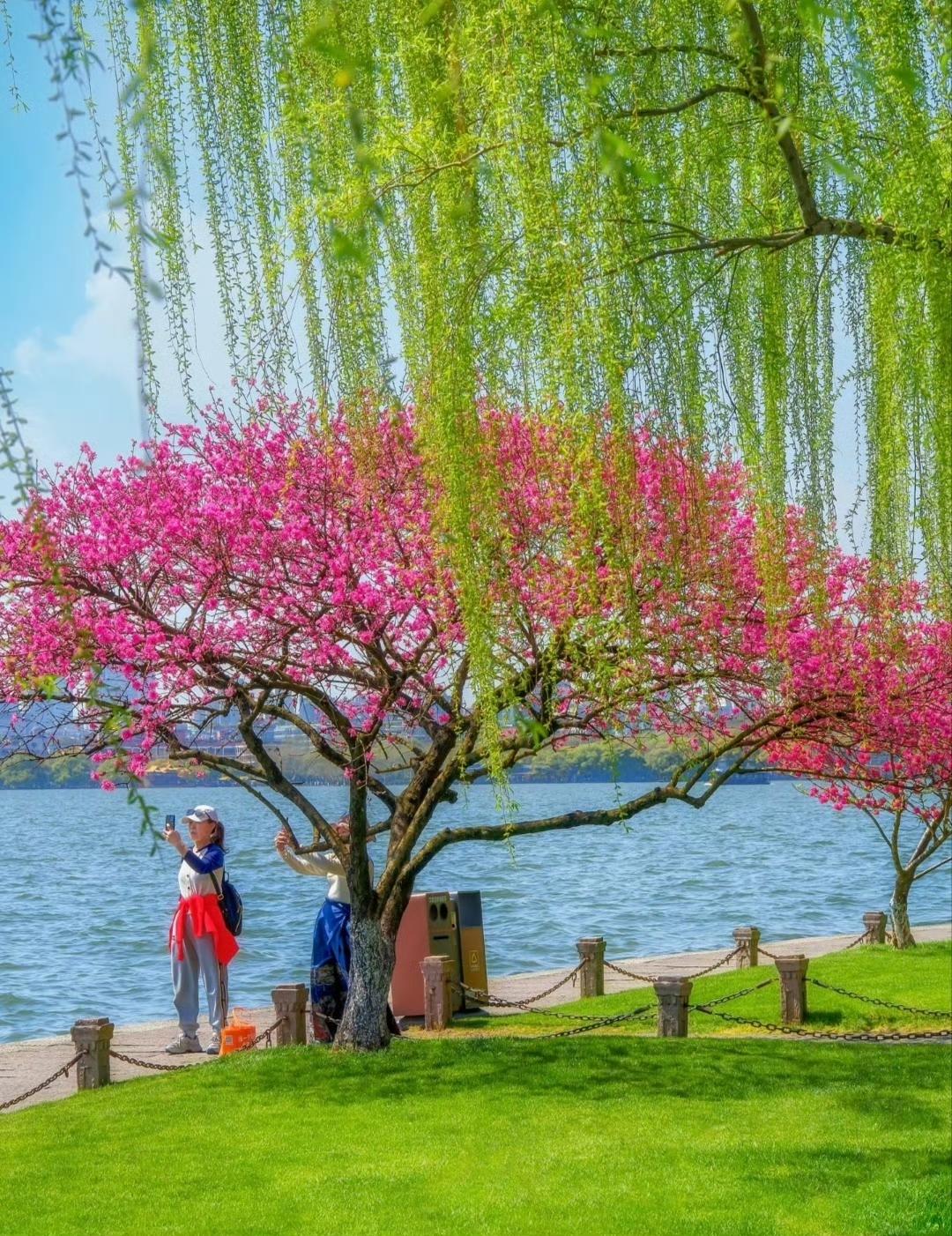 “  柳丝轻拂不沾尘，桃蕊初开自在身 … ” ​​​