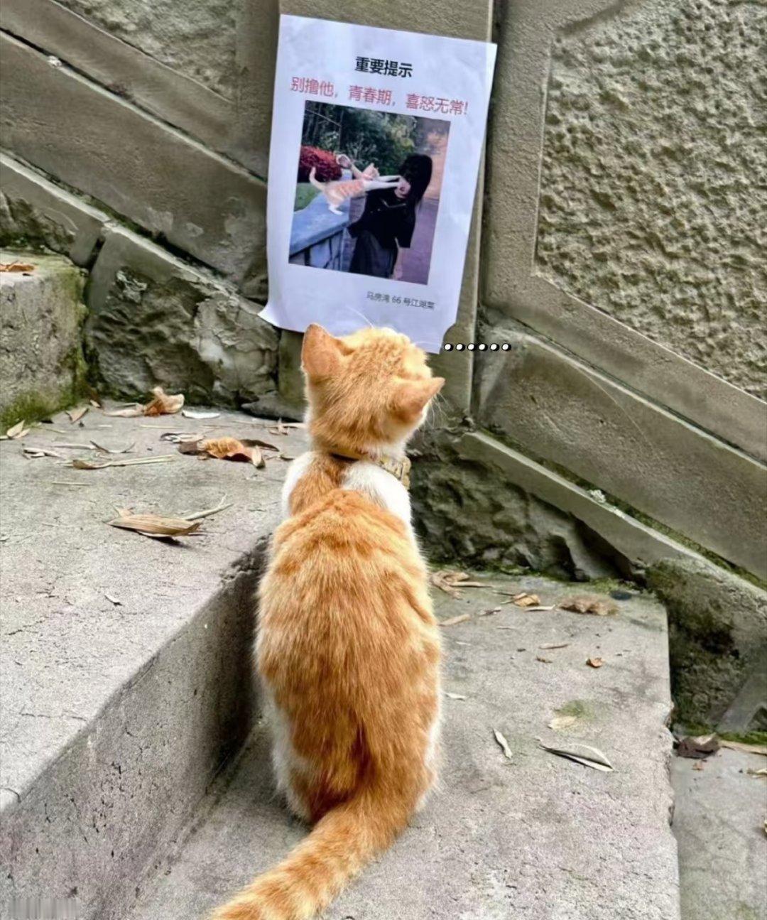 猫：是她先动的手 