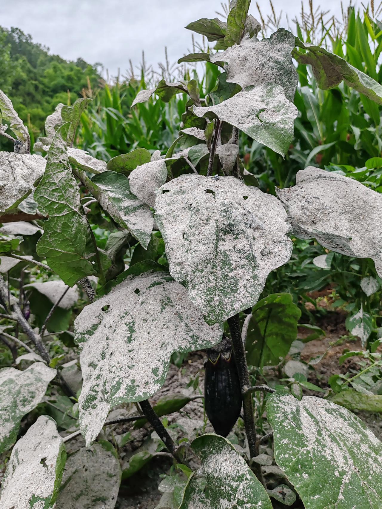 前几年种菜菜上长虫子就跟它撒草木灰，感觉效果挺好的，这两年好像不行了，是草木灰没