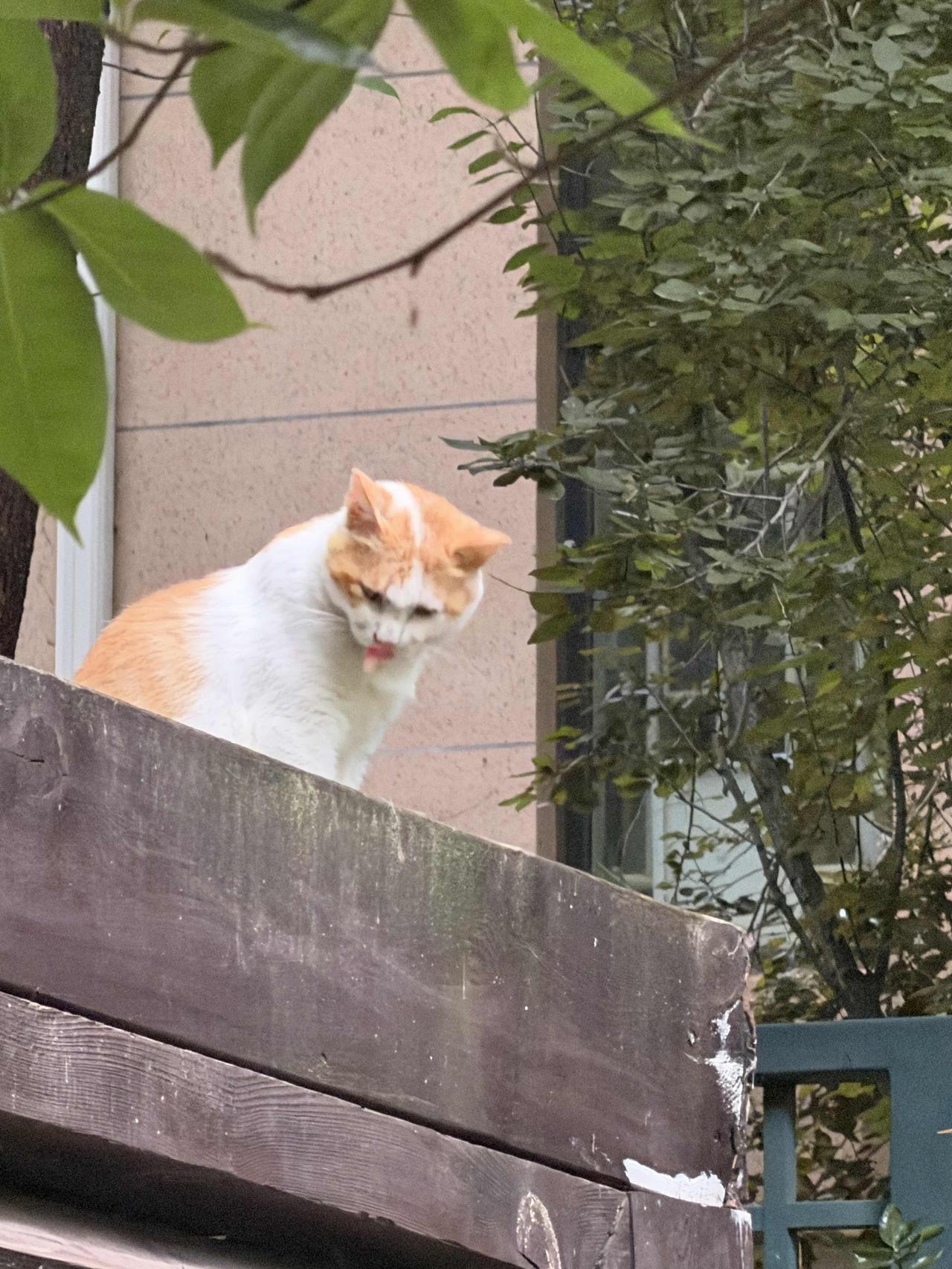 慵懒猫咪在木栅栏上小憩，享受阳光的温暖。🌞🐱今日分享随手拍照片 你们还记得周