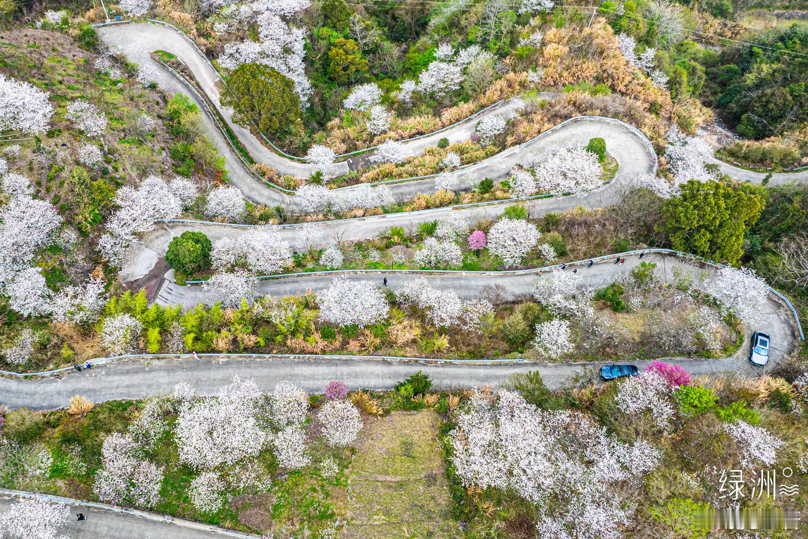 樱花盘山路 浙江｜四明山#春游季#  