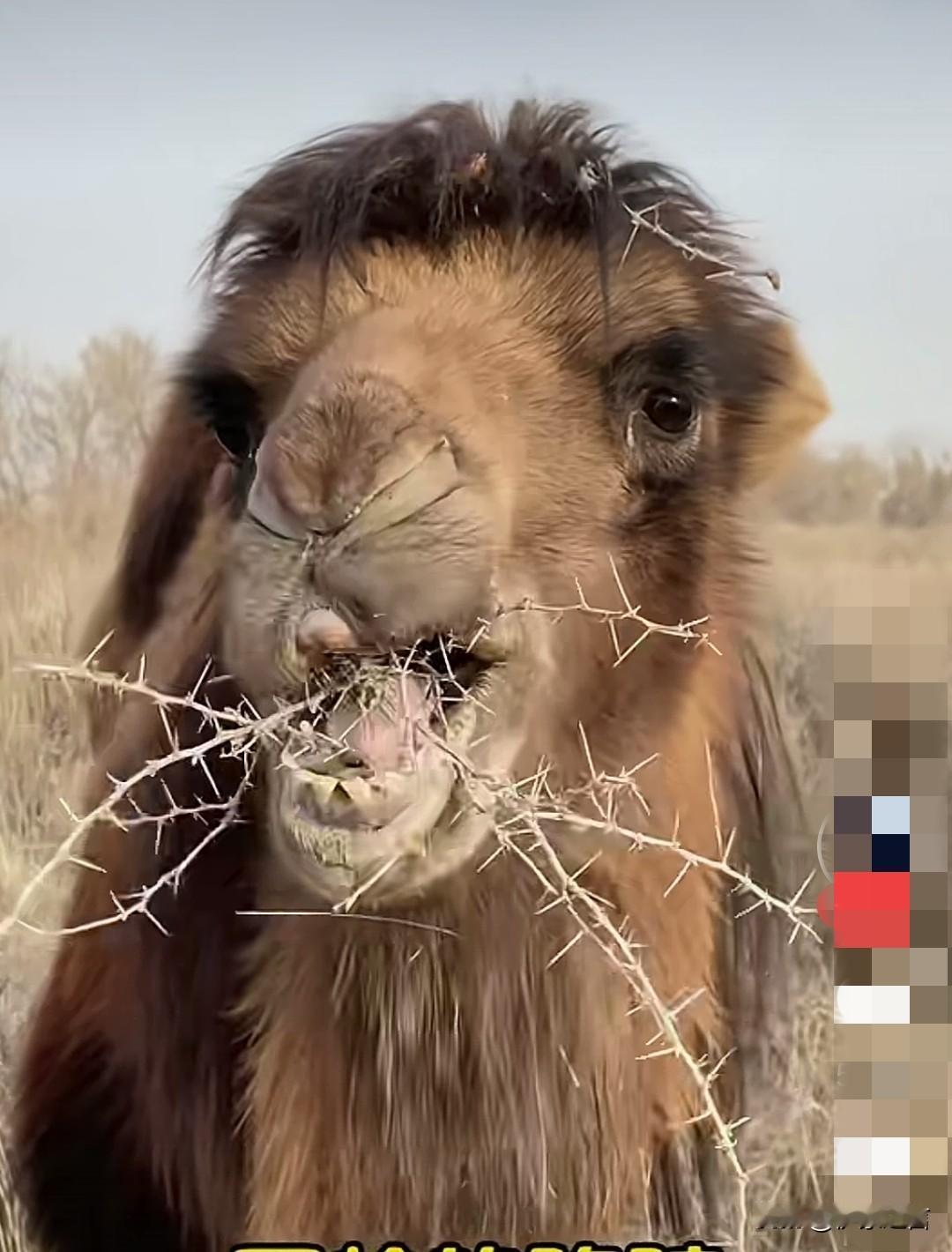 好生奇怪：骆驼不怕扎嘴吗？
骆驼喜欢吃仙人掌等有刺的植物，那刺明明很硬、很扎人，