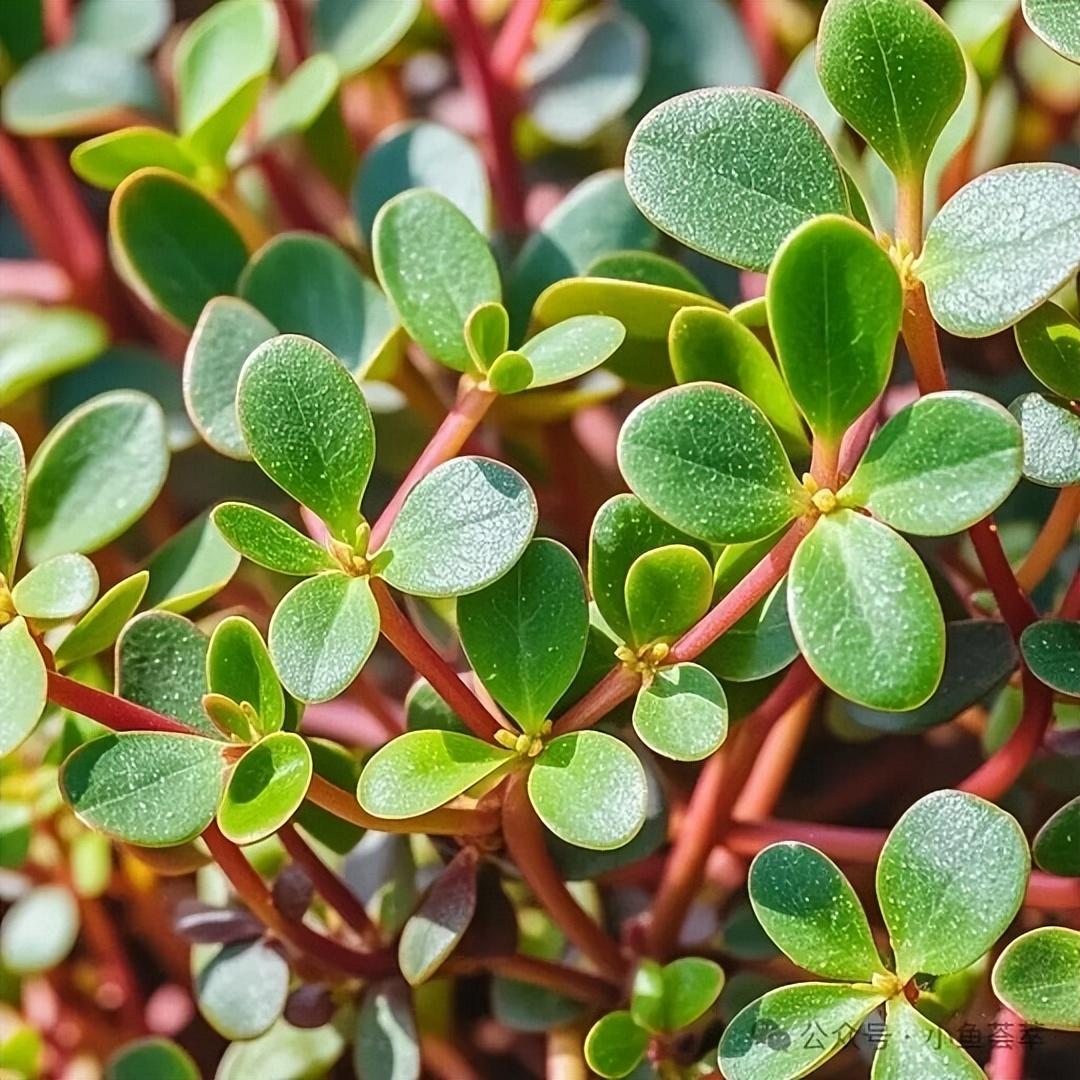 研究发现：马齿苋可在40小时内清除肝脏75%的毒素，是真的吗？

肝脏每天都在默