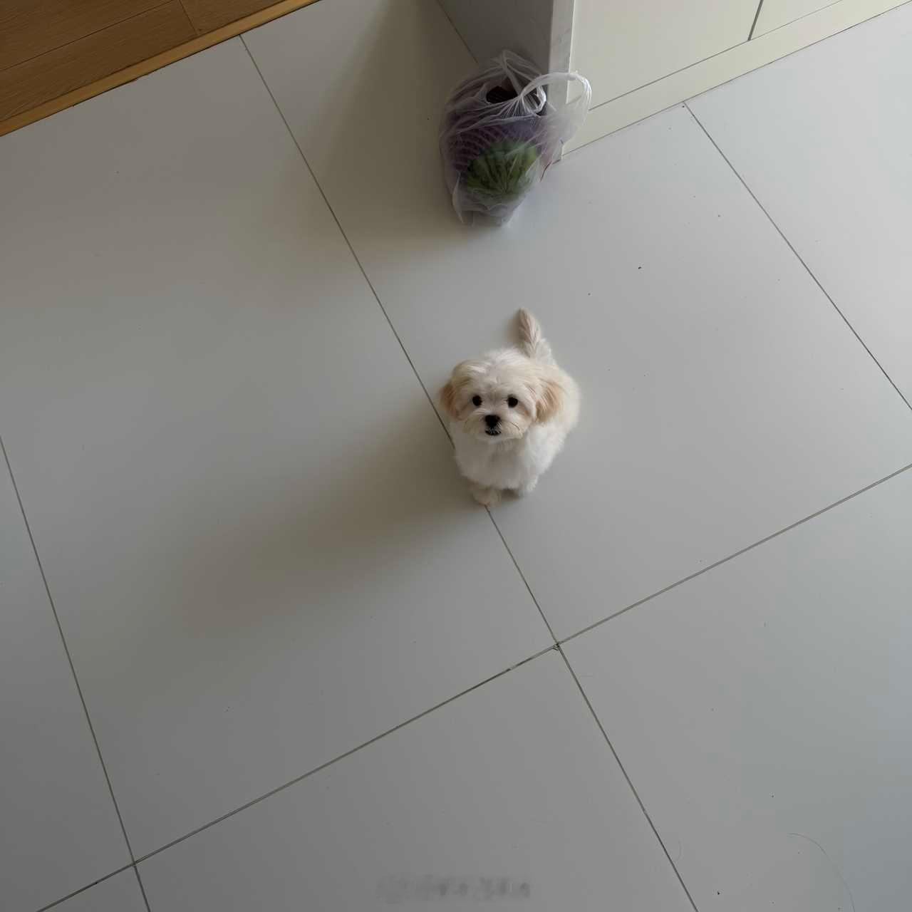 沫莉像谁 