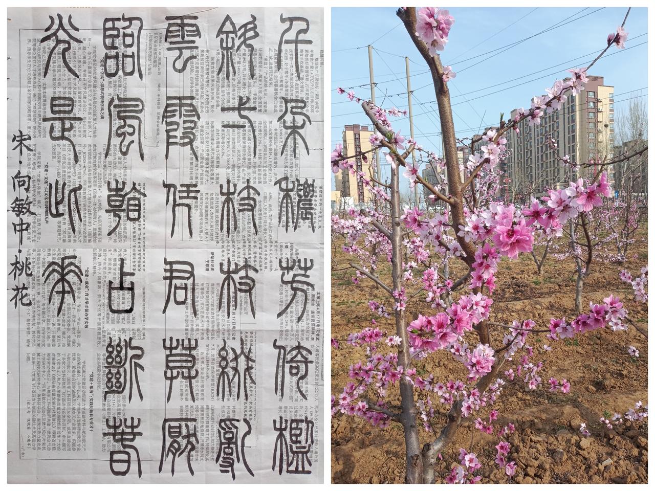 书法练习打卡，篆书宋朝向敏中诗，“桃花”。诗曰：千朵秾芳倚槛斜，一枝枝缀乱云霞。