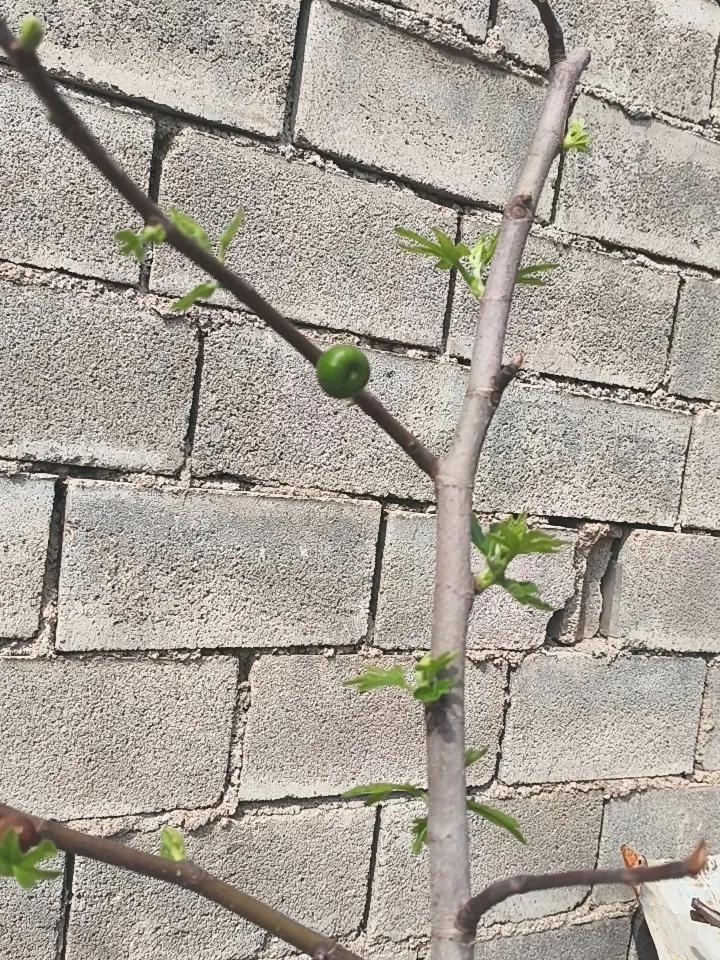看见过刚长出来的无花果吗?
看到这个题目，真的是难不住我。
一是家里有一棵5一6