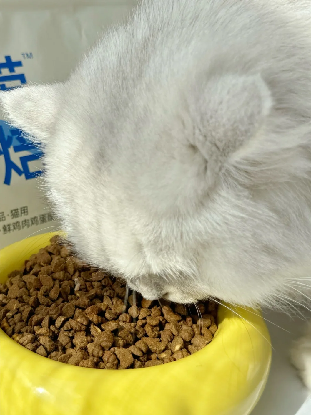 小猫咪在吃饭