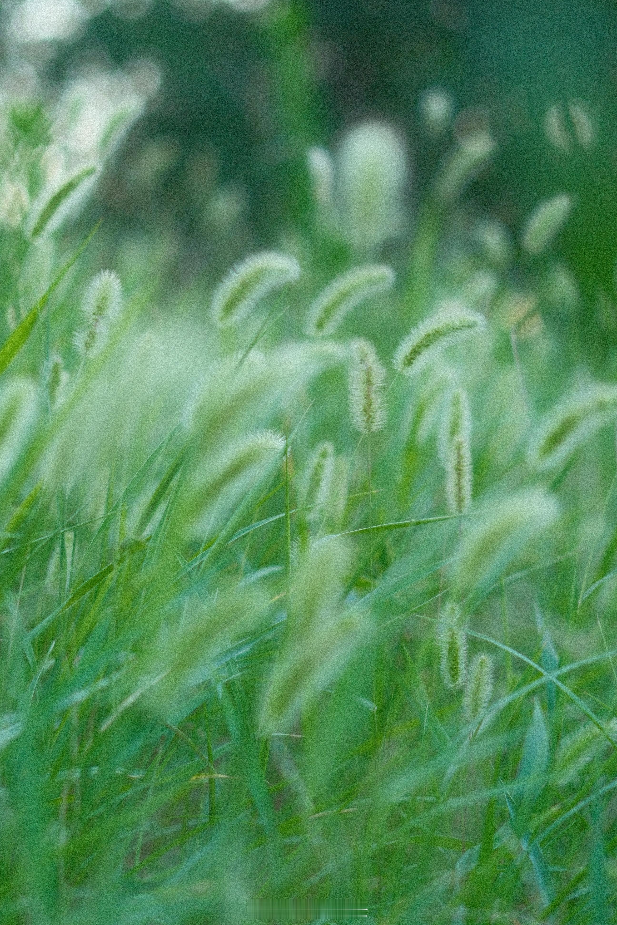 狗尾巴草的晨昏。在时光中，何惧微小、保持坚韧。植物