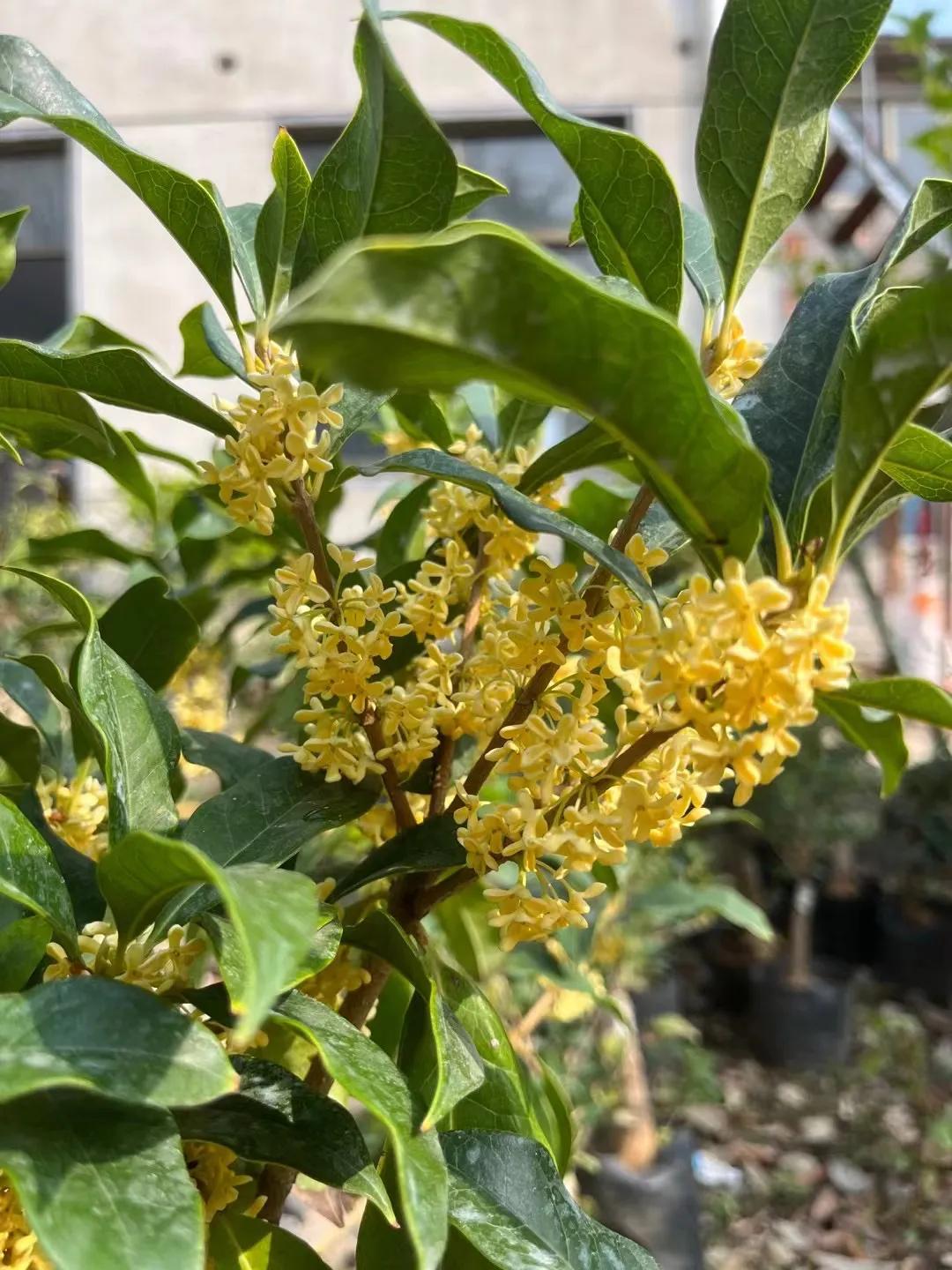 桂花大致分四季桂花与八月桂花两种
四季桂花 花期长 容易开花  比较典型的就是日