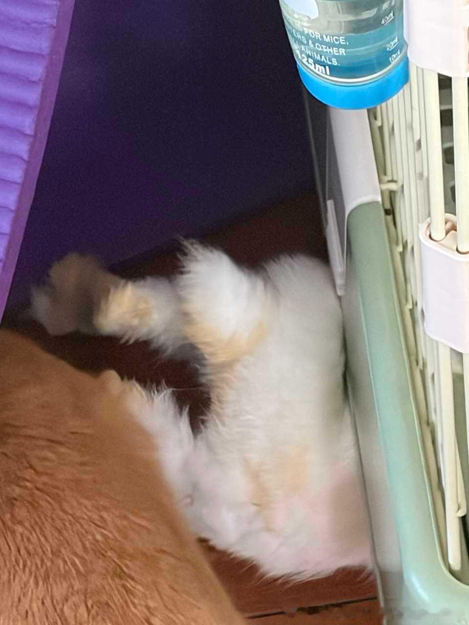 14218🐇🐇【蠢兔子！】 