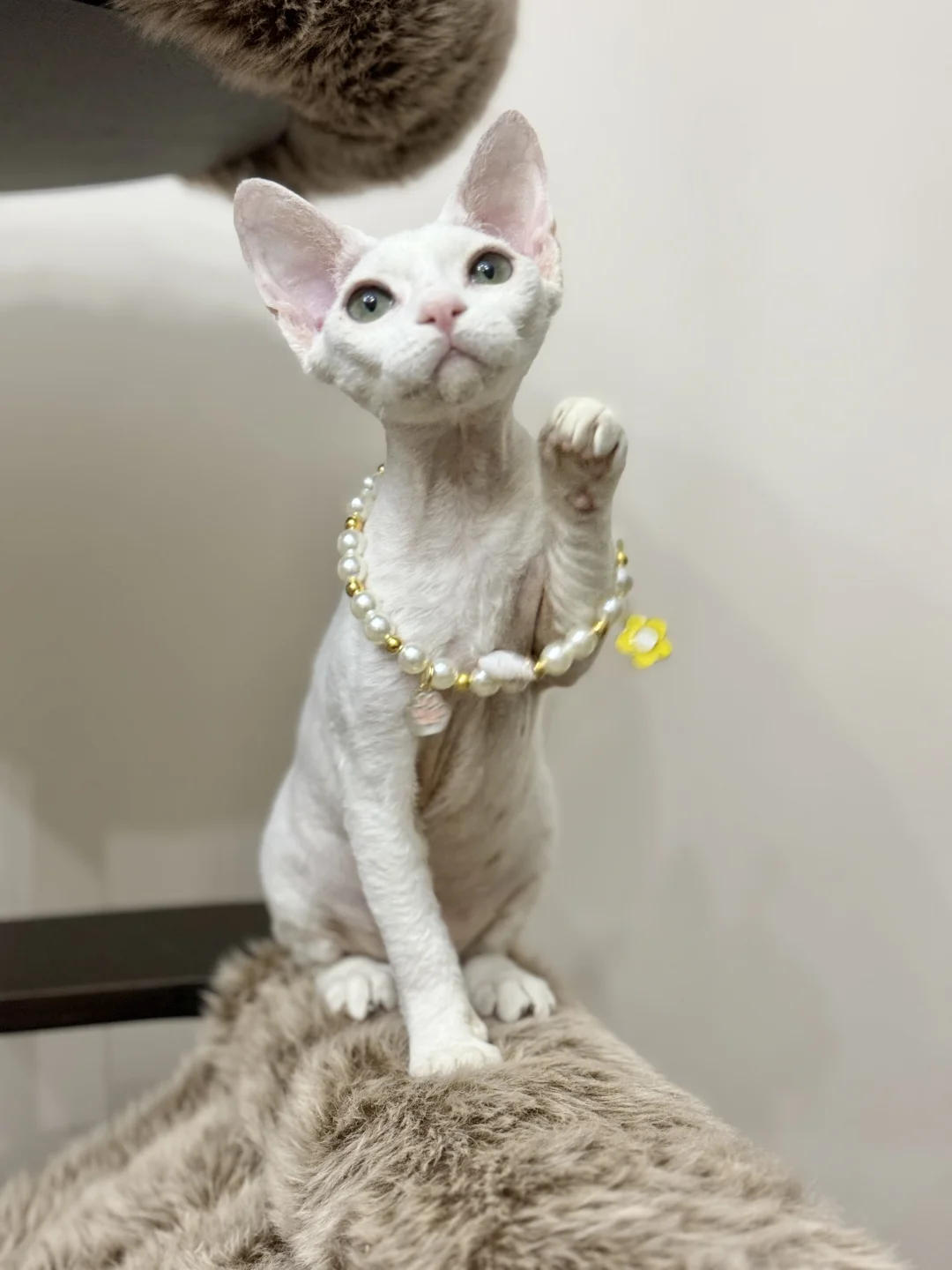 谁家小猫长得这么别致