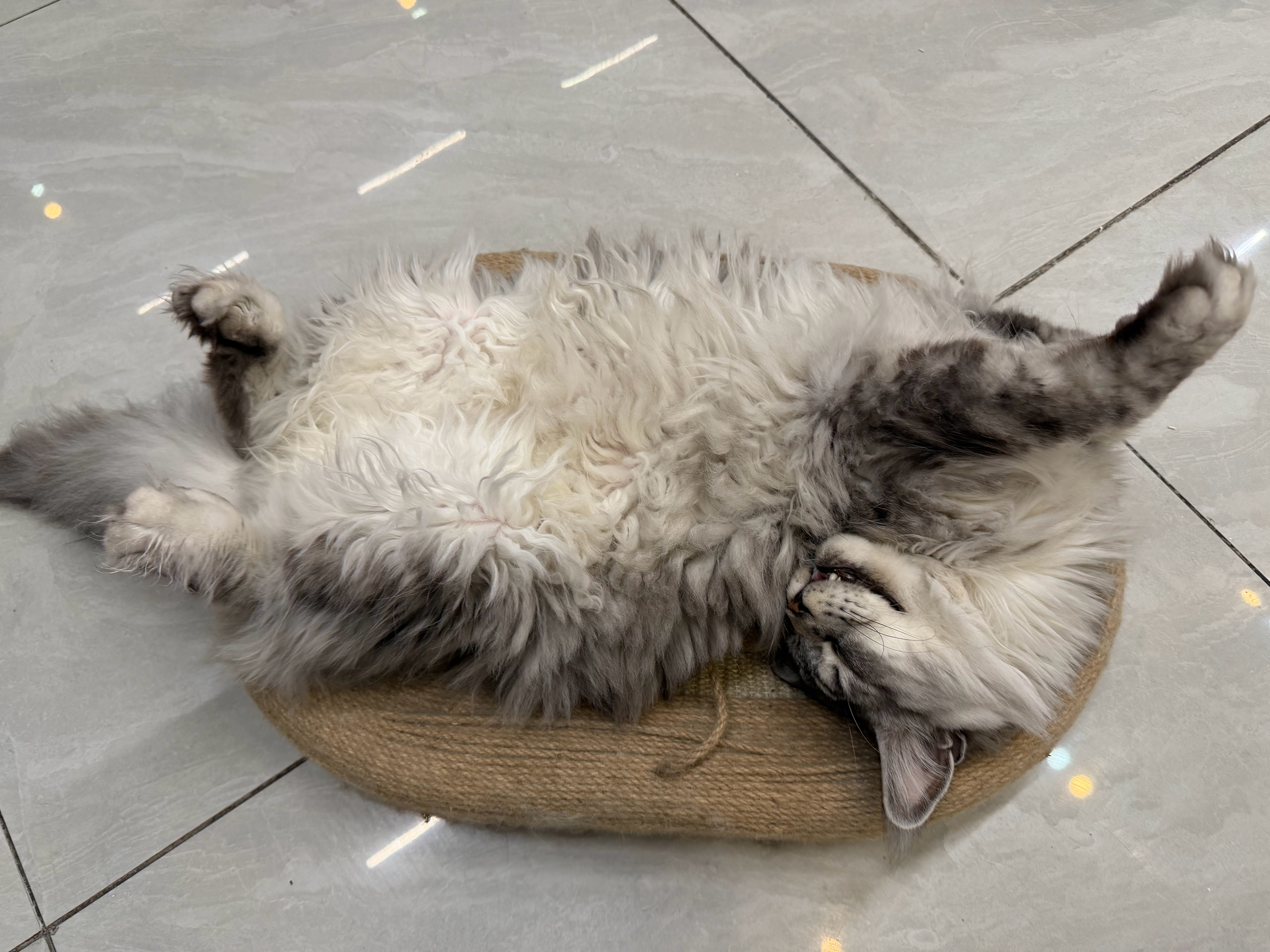 猫宁！昨天几只猫抢着玩秘书的蓝牙耳机！给耳机玩不见了！点赞超过一个我就申请公司赔