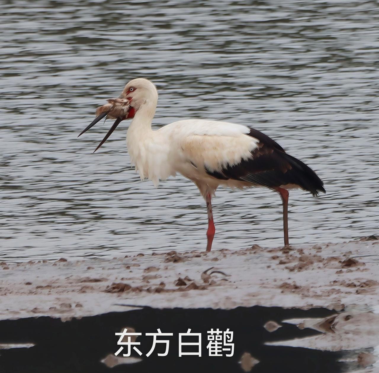 各位老师：早晨好