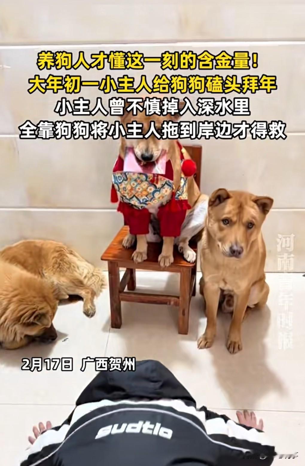 希望不是段子。

2月17日，广西贺州，小主人给狗狗拜年，男孩曾落水被狗救上岸。