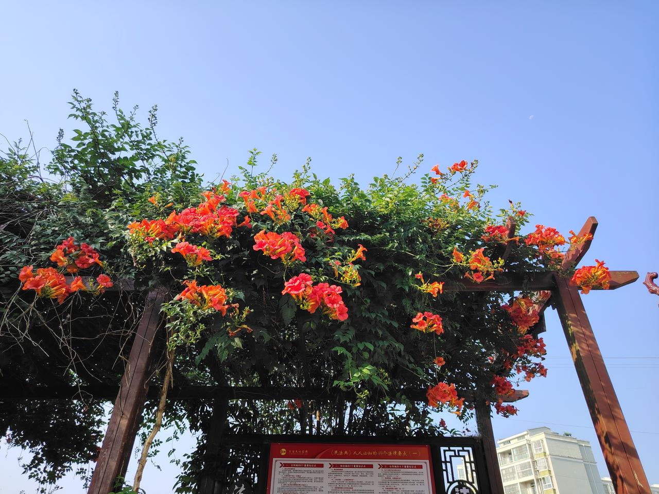 七月北郊外莲花池村的凌霄