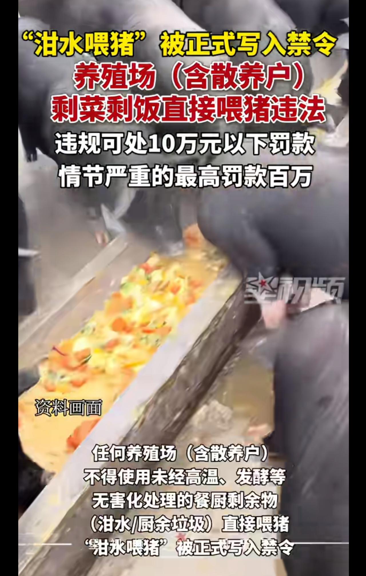剩饭剩菜不能直接喂猪，散养户也不行。

不知道哪个专家又研究出来的，农家给牲畜喂