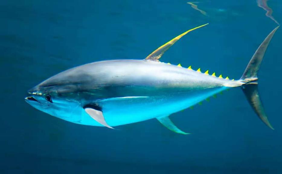 金枪鱼一生都在游泳，1小时狂飙80公里，不是它勤快，是因为它一停下来，哪怕游慢一