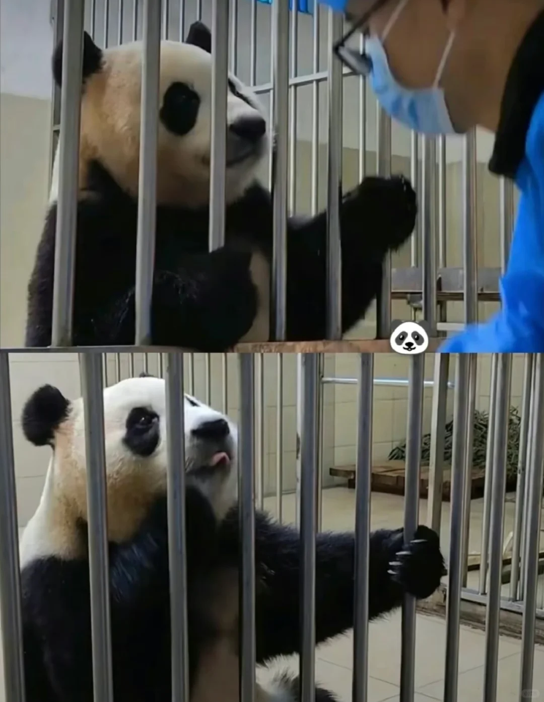 福：你会给我好多果果的！对吗🫣