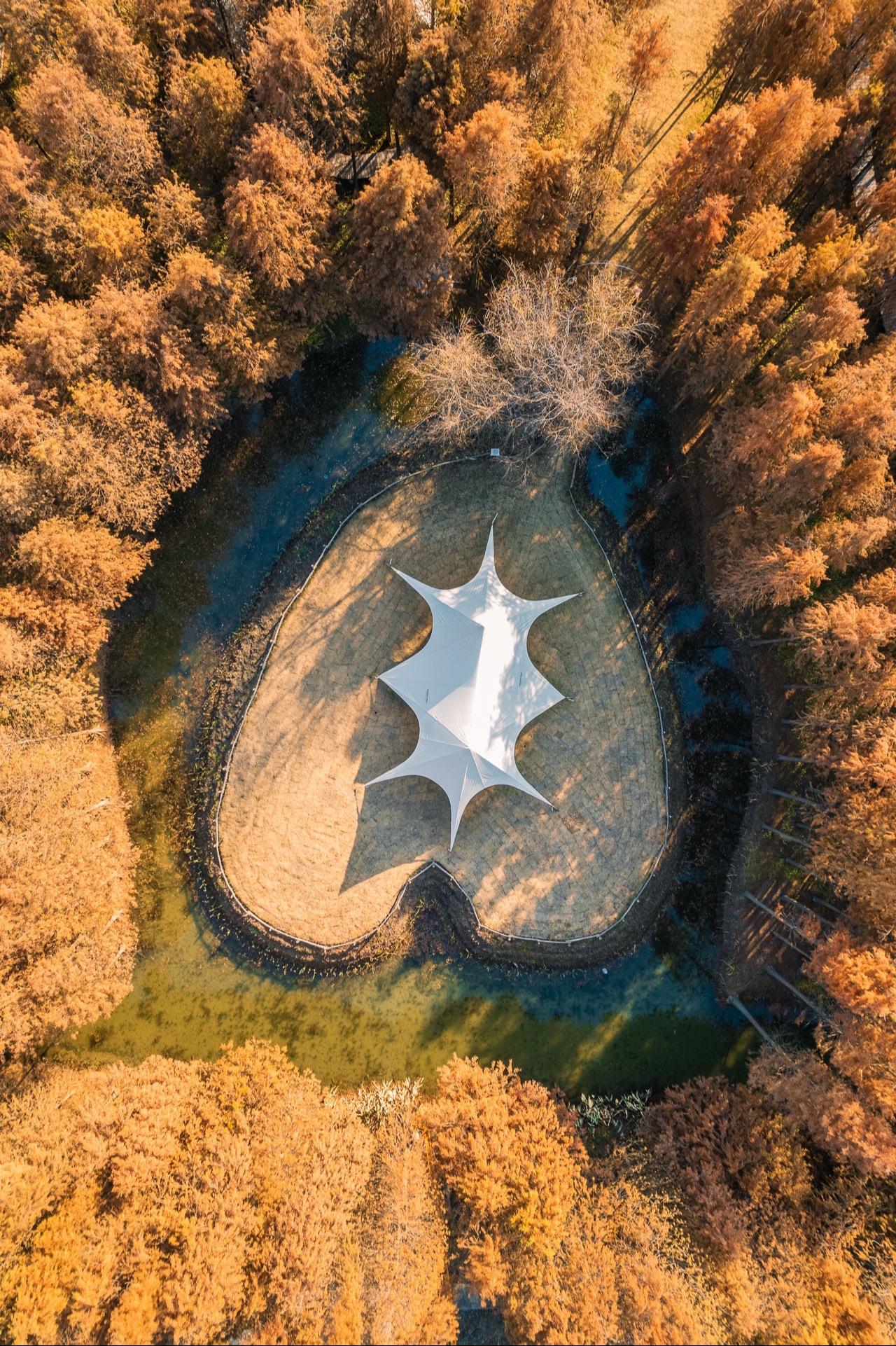 发现一个南京宝藏露营地，水杉林绝美