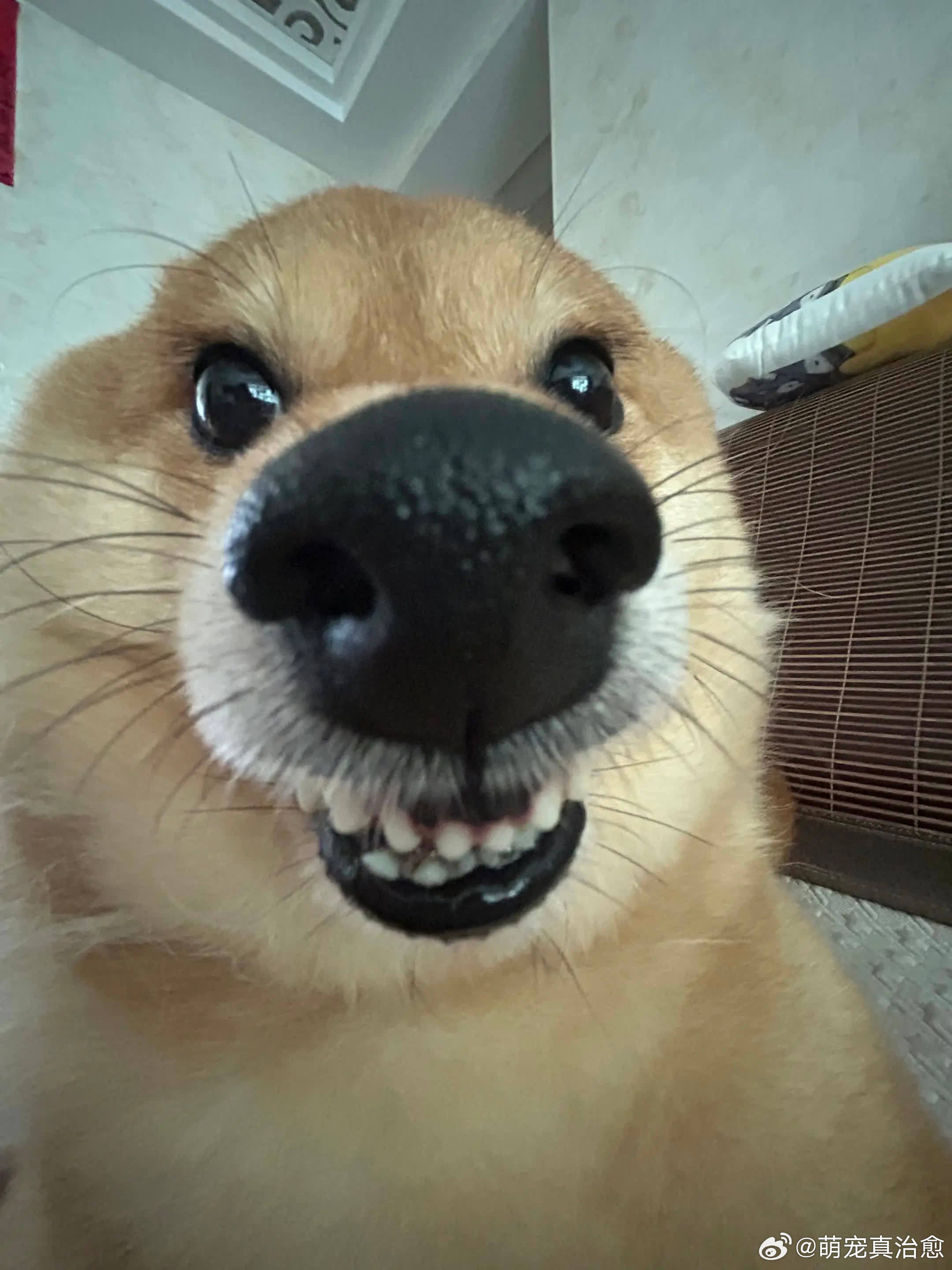 看到暗恋的人 我就这样。萌宠宠物