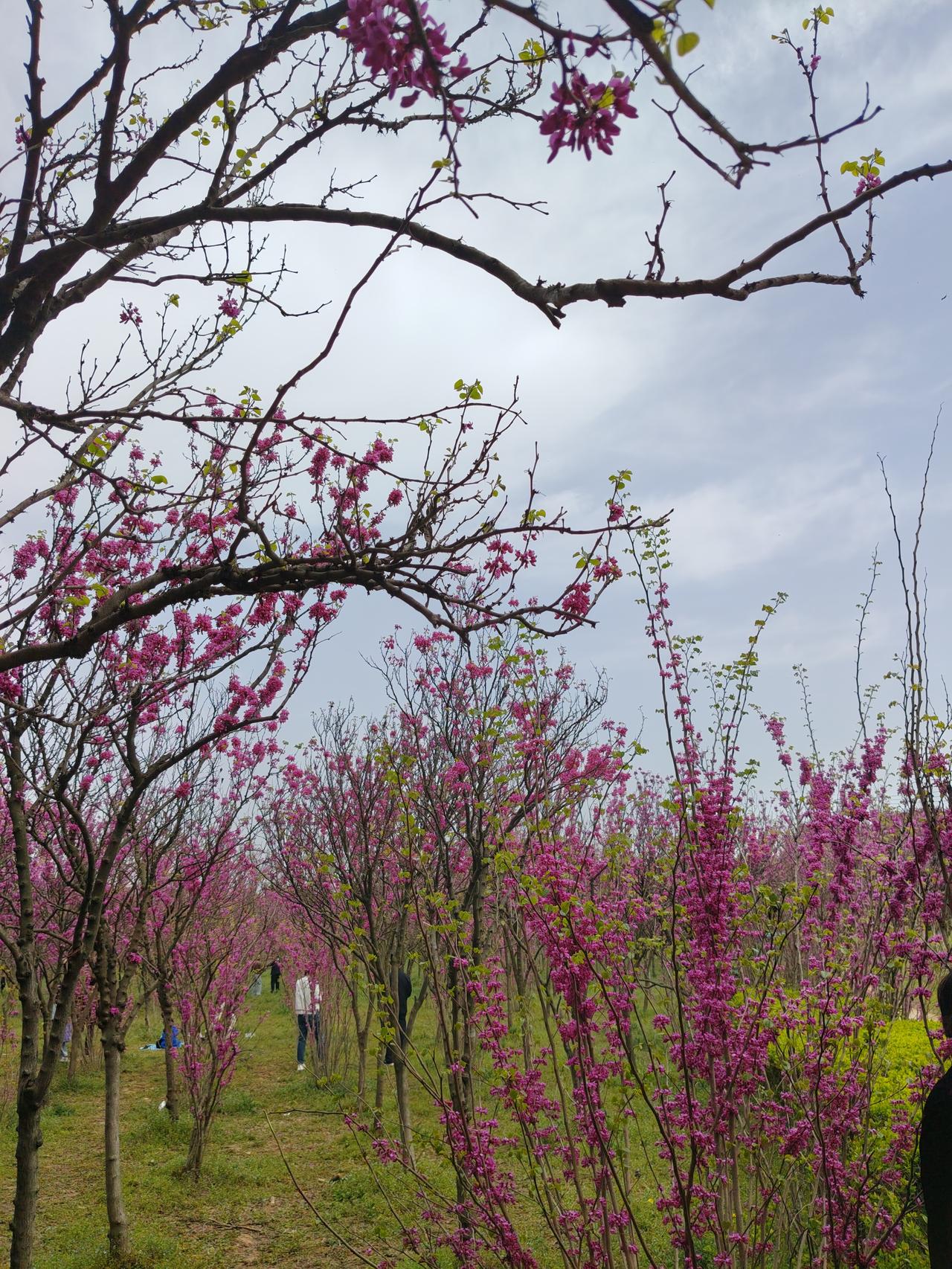 抬头闯进这片紫荆花海，直接被春天狠狠治愈了！粉紫的花串爬满枝头，连空气里都飘着淡