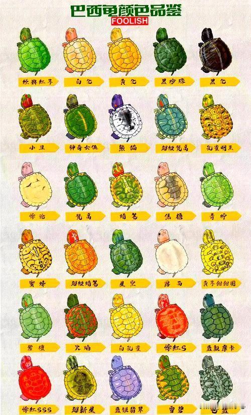 最便宜的巴西龟，被“人工干预”以后身价暴涨…我是向来反感各种花里胡哨的东西，还是