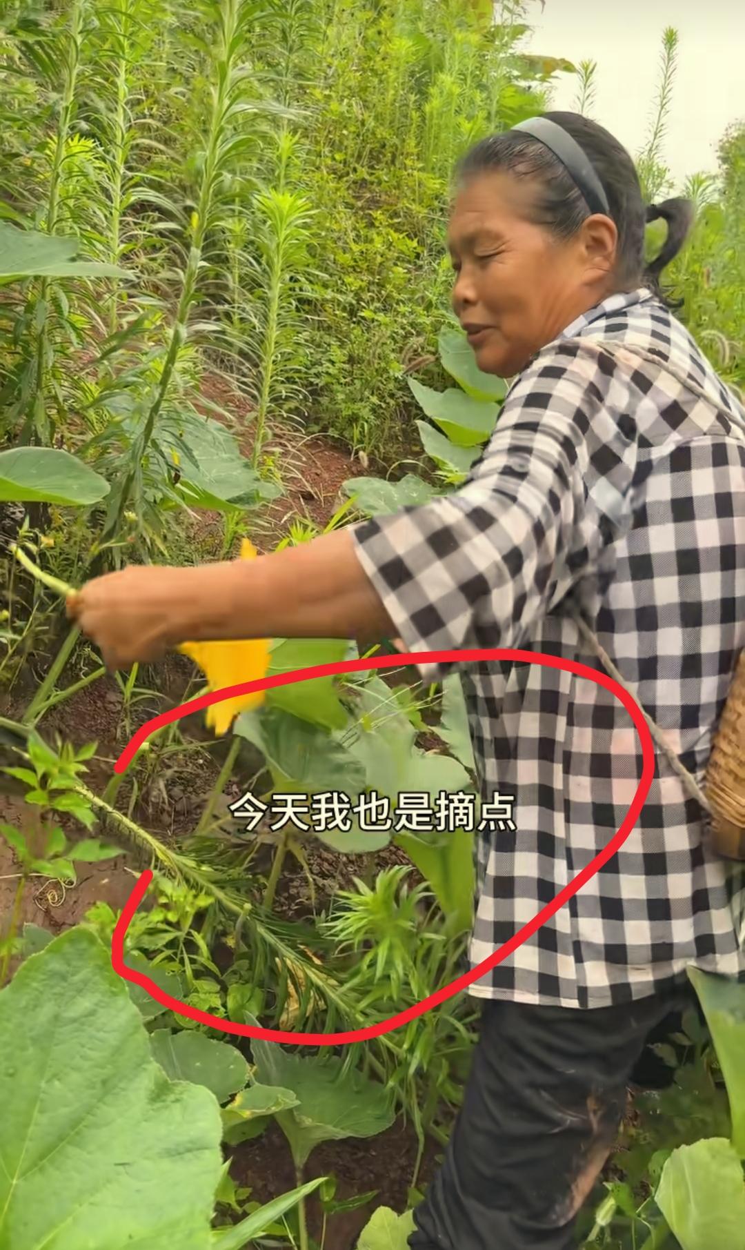 我开始有点理解徐三娃岳母了
这么实在的老人，谁会不喜欢啊？
不仅是因为南瓜花卖得
