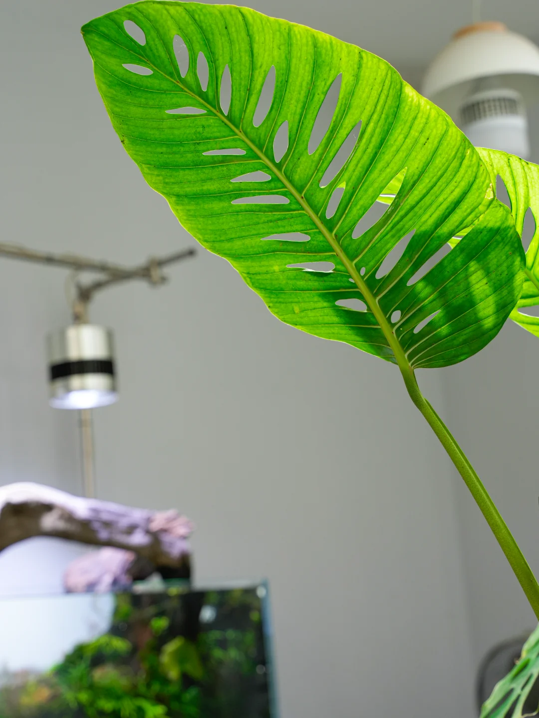 仙洞龟背竹 龟背竹