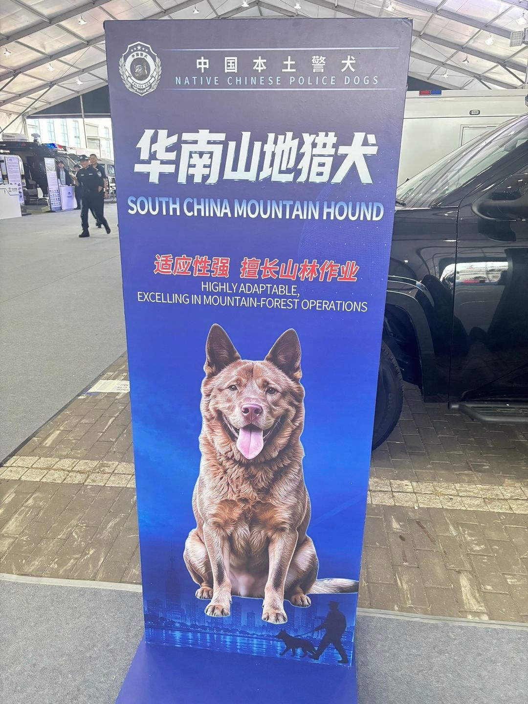 什么狗可以当警犬？中华田园犬证件照，祖宗严选犬名录鉴赏。动物奇趣冷知识百科动物科