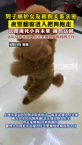 “真是个奇葩！”上海，一男子觉得女友和宠物泰迪狗关系过于亲密，就连吃饭睡觉都得搂