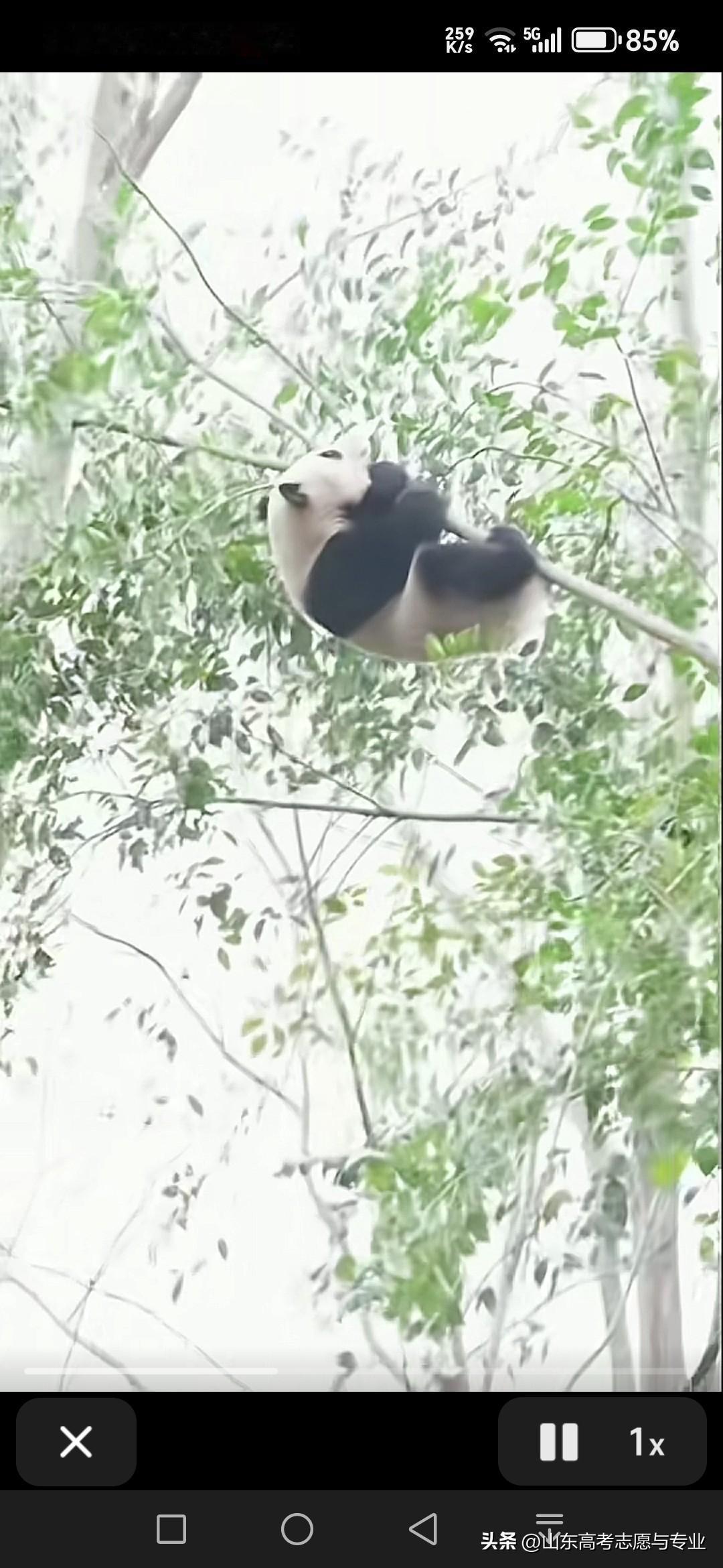 终于知道你是怎么变成珍稀动物了：天天喜欢爬树，而且是爬到树枝断了为止。

一个熊