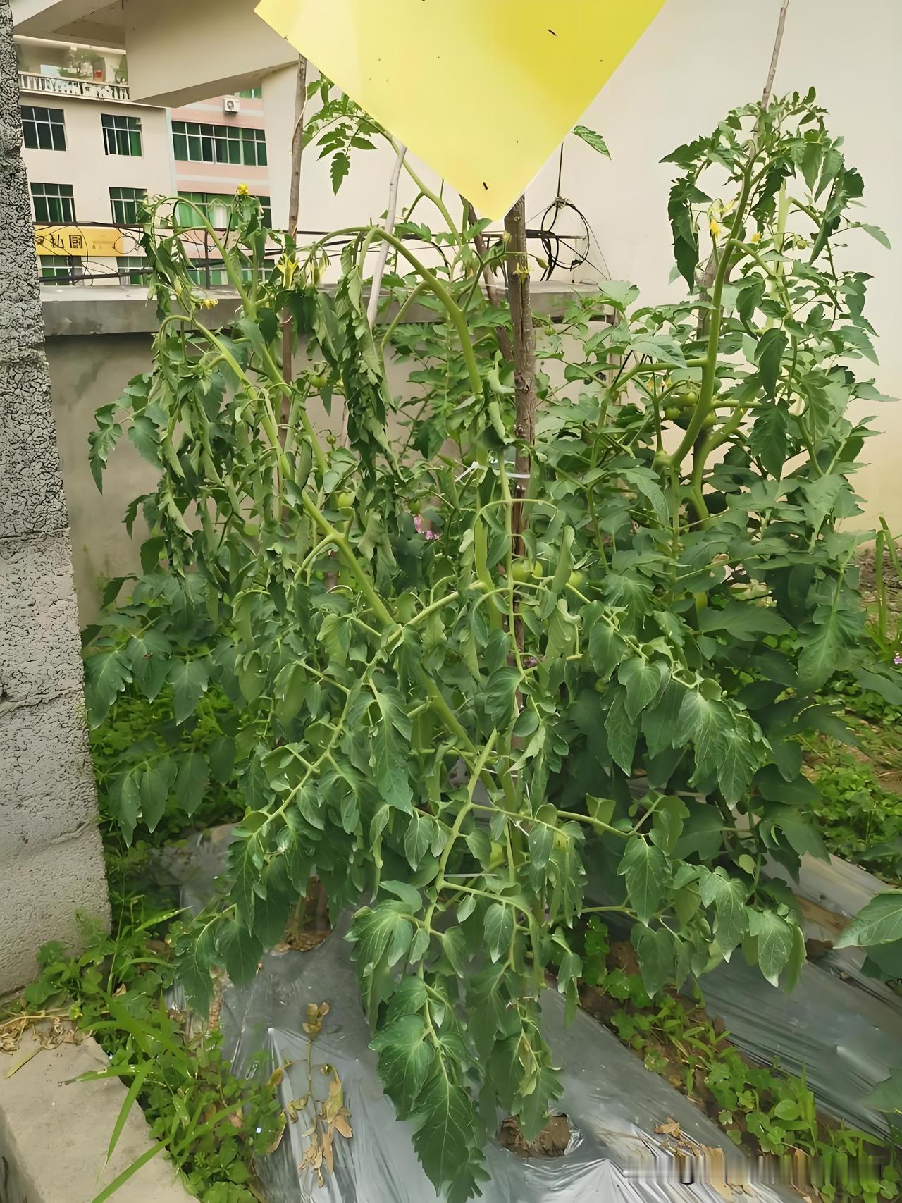 番茄突然整株萎蔫？怎么回事？能补救吗?
 
我今天去菜园，发现一棵番茄突然整株蔫