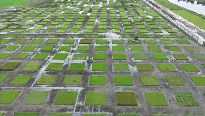 江苏联带热运动草坪市场，科技赋能句容草坪跑出“加速度”