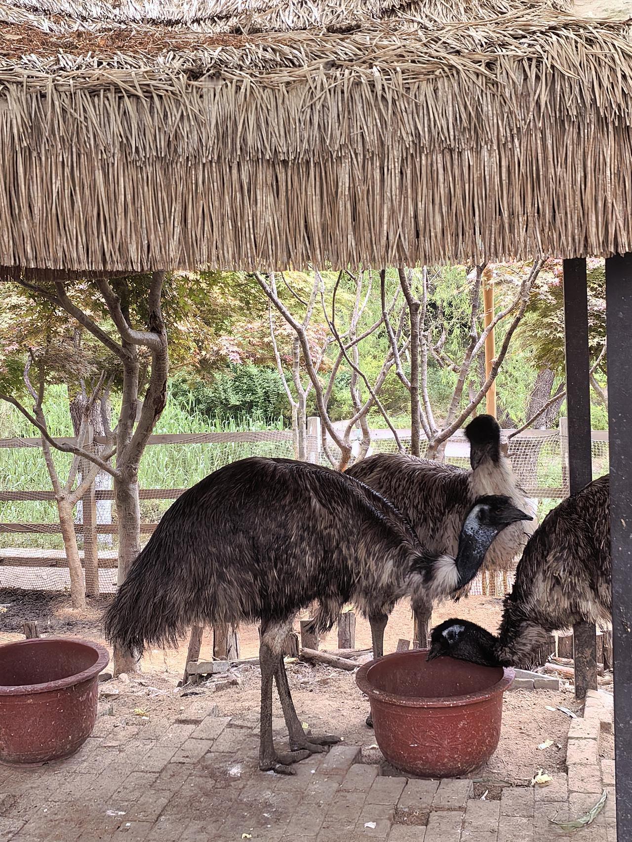 时针己指向早上九点钟，老伴仍然酣睡不醒，我叫她几次只是“哼”声答应，偶尔费劲张开