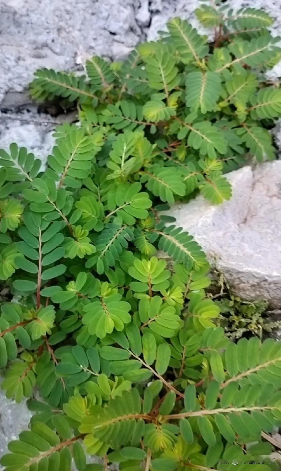 这种植物叫叶下珠，也叫明目草，在我们农村乡下，通常有一些懂它作用的老人家，把它当