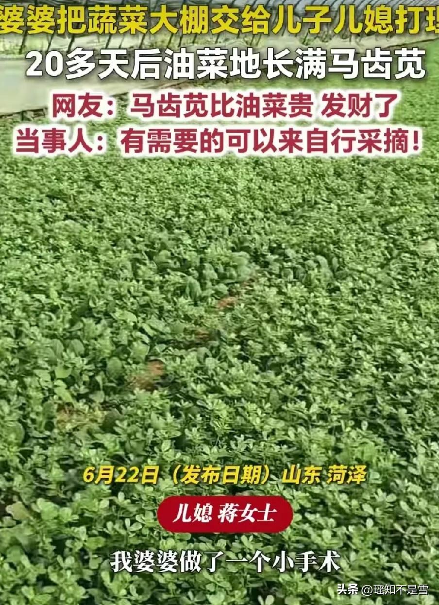 笑不活了！”山东菏泽，婆婆把蔬菜大棚交给儿子儿媳管理。没想到，20天后，油菜地长