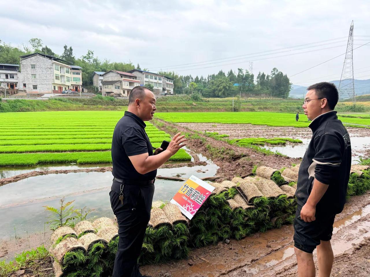 不劳动，就没钱，劳动节快乐！心系三农服务三农 栽秧