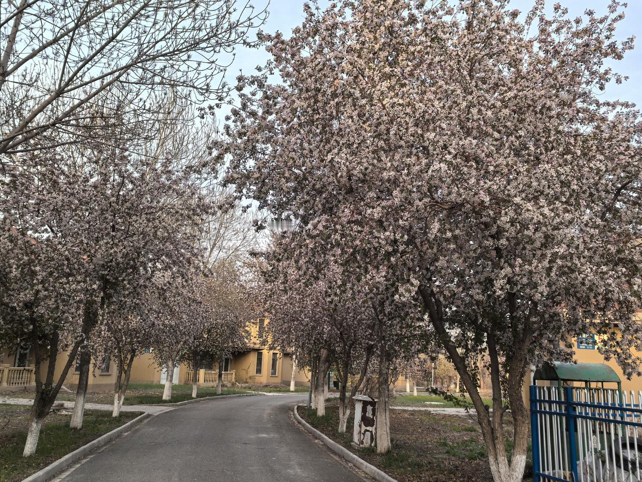 这两天乌鲁木齐雨夹雪，周末想出个门消遣一下，听说五家渠的郁金香🌷节办的热火朝天