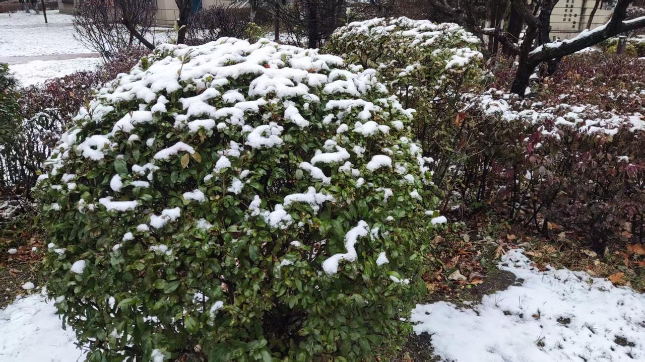 我爱你——家乡的雪
清晨推开窗扉，昨夜的大雪将田野装扮成银装素裹的童话世界，远处