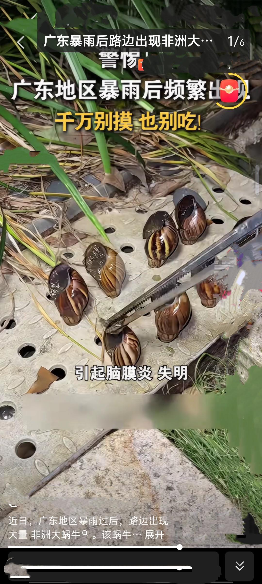 近日广东暴雨后，路边频现非洲大蜗牛，这种原产于非洲东部的巨型蜗牛是我国首批外来入