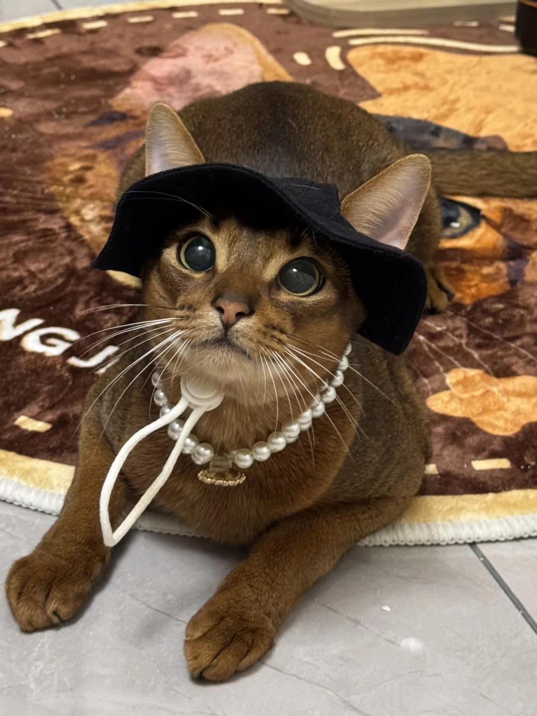 埃及小猫专属猫砂