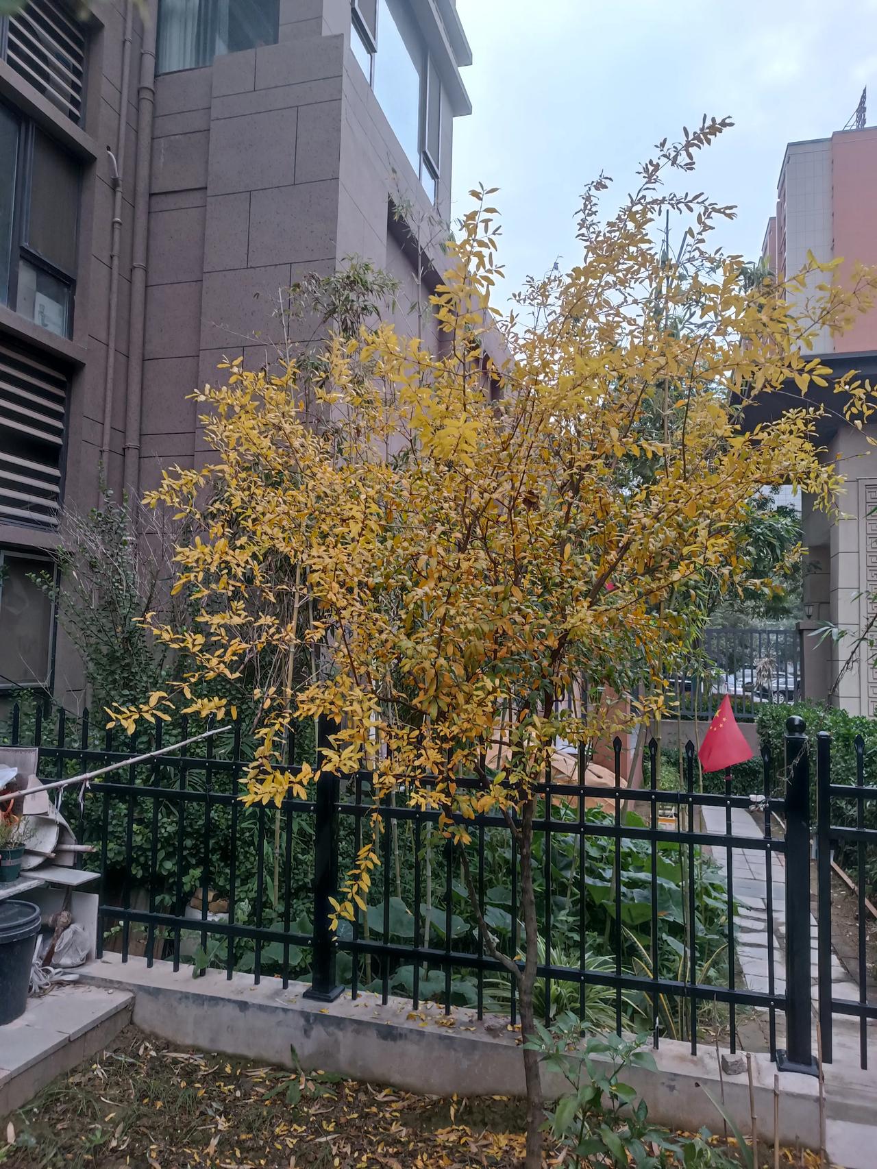 小区秋愈浓
这株小树攒了满枝阳光色
风摇落几片甜
国旗红衬得秋光更软
建筑灰调也