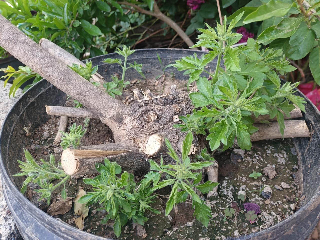 学拳拜师，
师父把核心要点教给你了，
这就是好师父，
每个人都做不到面面俱到，