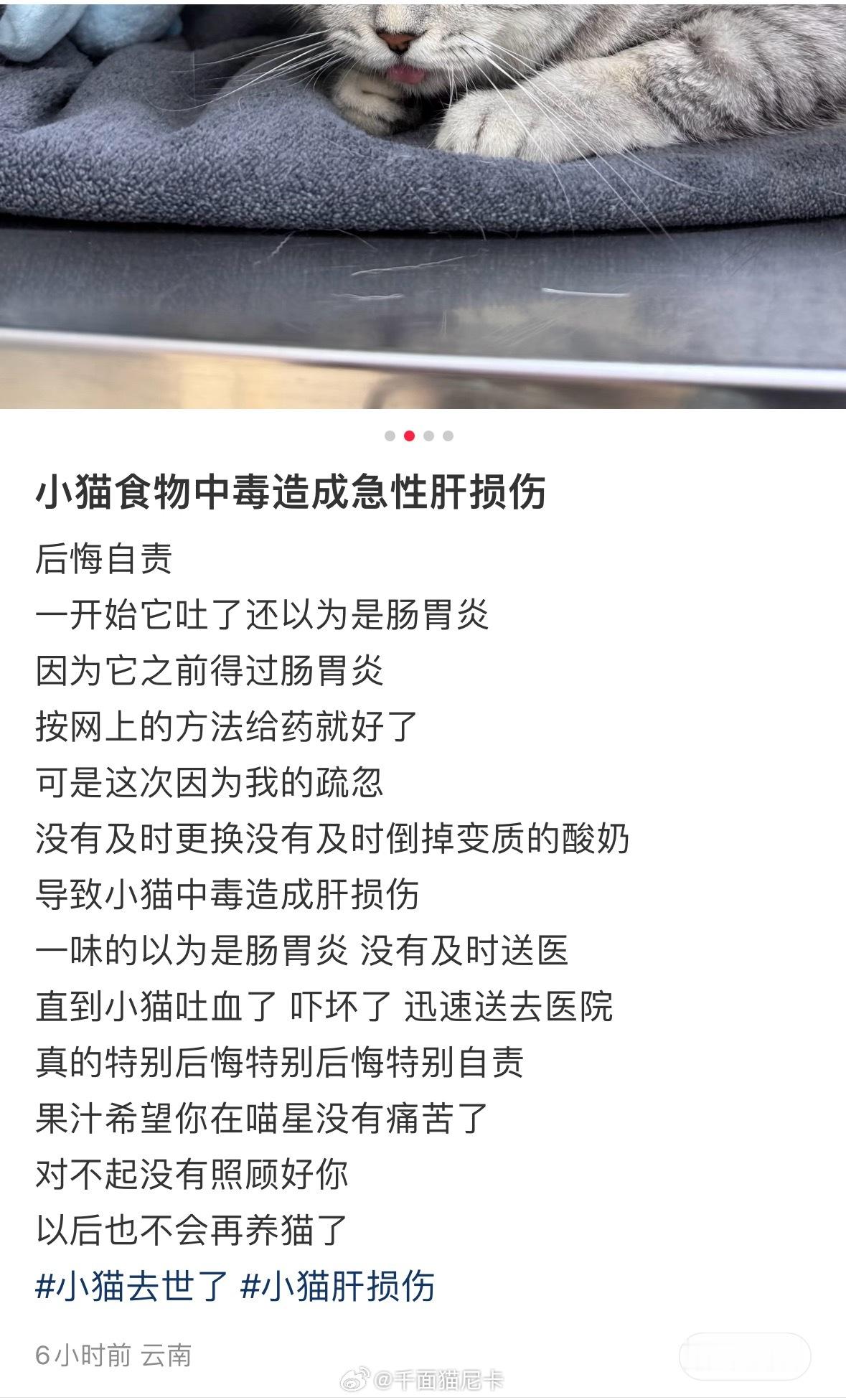 再也不敢吃酸奶的时候小猫嘴馋就让它吃一点点了健康第一！ 