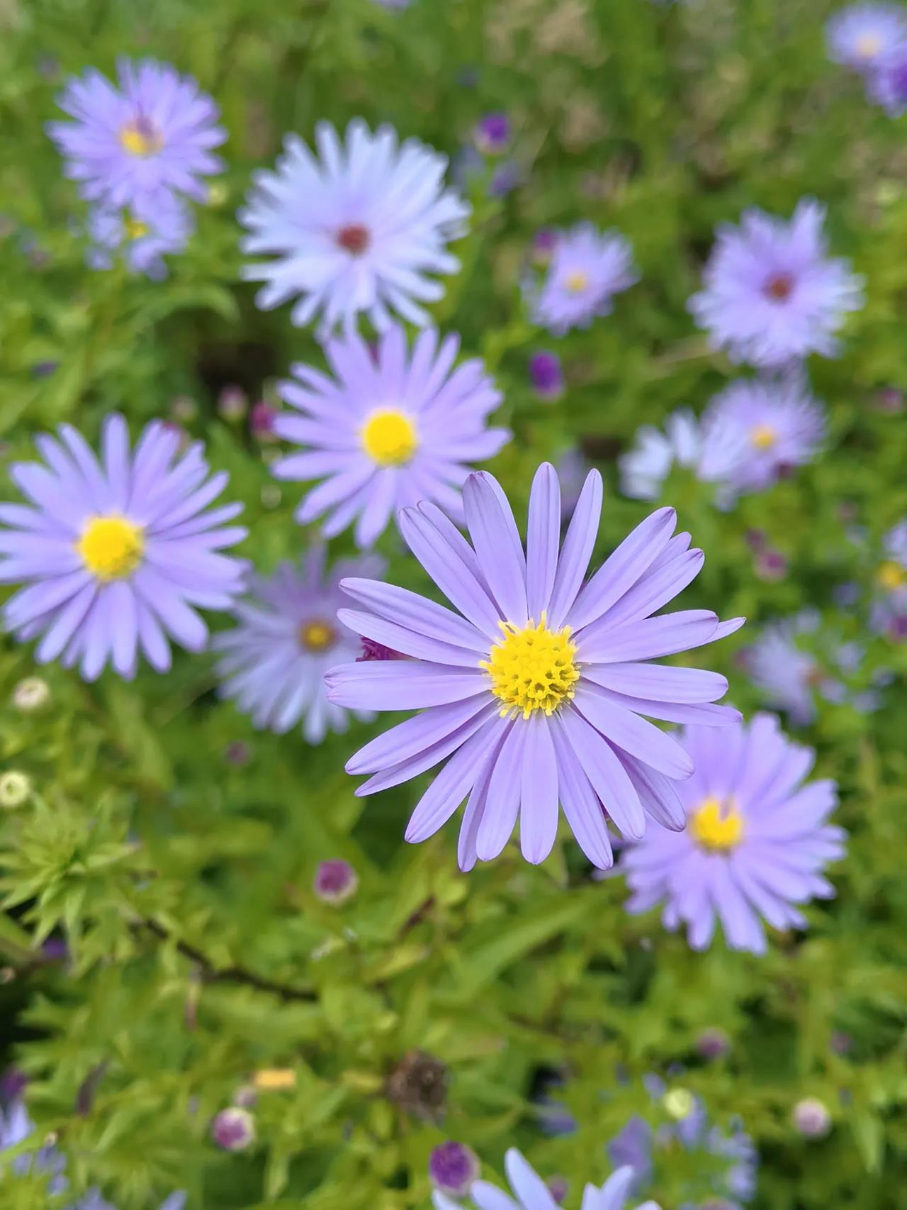 中秋将至，阅景公园的紫菀花开的正当时，成为大自然一道独特的风景线。
紫菀在诗人眼