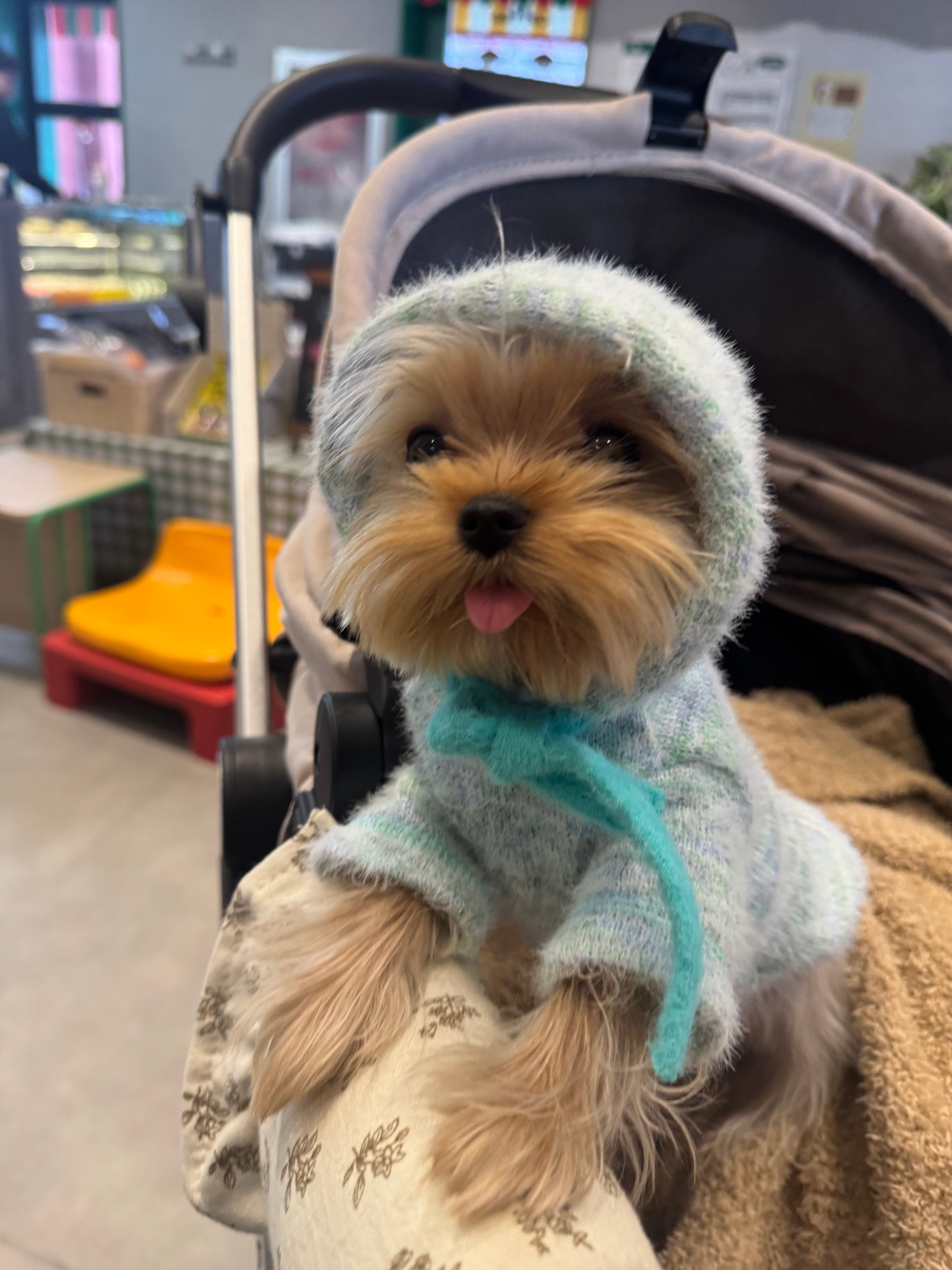 车若初见 好可爱的狗狗，被萌化的一天