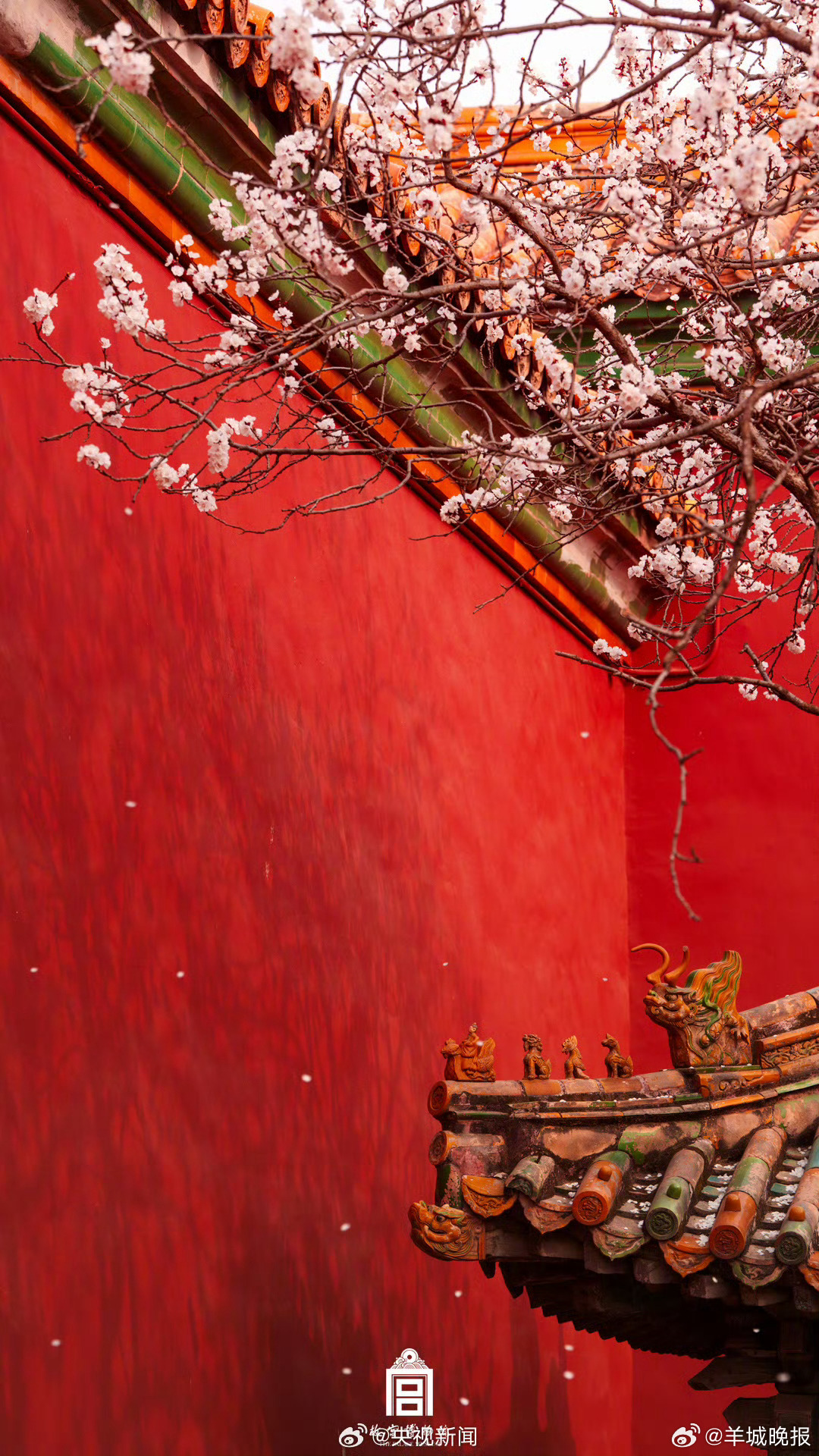 【故宫花花壁纸上新了转存！】近日，花开正好。粉杏如霞，与古建红墙交相辉映，美不胜