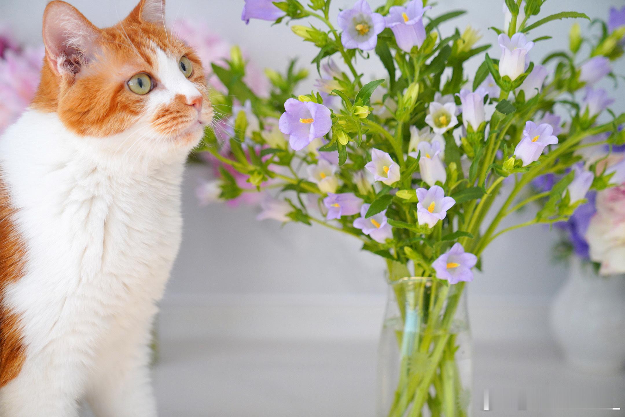 小猫咪和风铃草 